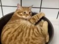 готовим котована
