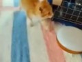Котёнок уезжает