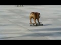 Skateboarding Dog