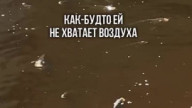 река Тура