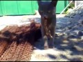 Кот vs Ящерица 