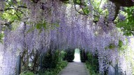 1280px-Wisteria_Arch_at_Hampton_Court_Gardens._-_Flickr_-_gailhampshire