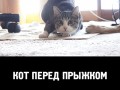 Кот перед прыжком