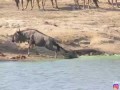 Hippos Come to Rescue Wildebeest from Crocodile