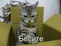 -гифки-котэ-стресс-1869399
