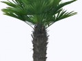 palm_tree_7