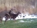 Whitetail Deer Mating Season