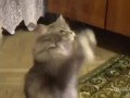 Хозяйка поёт, а кот зажигает смеялся долго