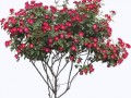 bush-clip-art-17
