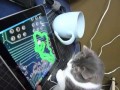 Кот Василий против iPad`а | Котач :3