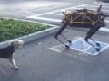 Собаке не понравился робот