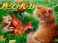 котик