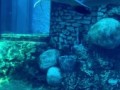 Дельфин развлекается