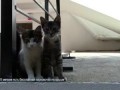 СтопКот (Кошачий СтопХам)