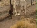 Лев поцеловал лапу собаке как джентльмен