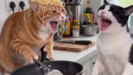 Коты корка