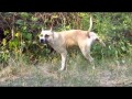 American Staffordshire Terrier.Мажор (Жорик)