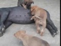 Hungry Puppies Get Milk From Pig