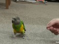 Parrot-gif-1