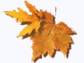 3__arnusha