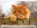 Мартовский-кот-Рамочка_01