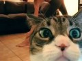 Milo Wanted Attention