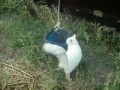Лифт для кота