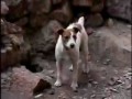 Собака - скалолаз