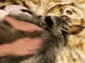 Нужно ли развлекать енота?