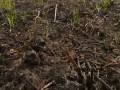 Пробуждение природы