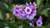 IMG_9676 копия