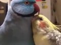 Когда накричала на него без причины