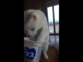 Кот ест ложкой