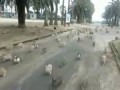 Кролики