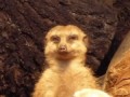 Tired Meerkat