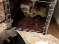 Усыновила