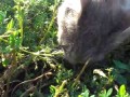 Кошка ест воробья