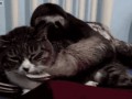 gifs_08 (1)