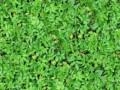 Lush%20Leafy%20Bush
