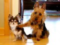 Who Pooped In the Kitchen? Guilty Dogs