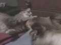 Как кошка с собакой