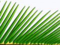 palme