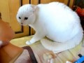 Белый Кот испугался Головы
