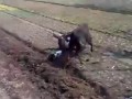 Разъярённый бык , фермер и собака ... Китай