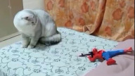 Cat couldnt believe his eyes