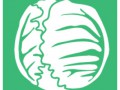 cabbage