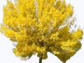 _yapfiles.ru (4)