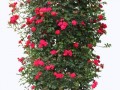 _roz_yapfiles.ru
