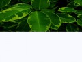 44432434_yapfiles.ru