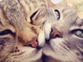 котики